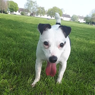 Profile Picture of Matt Murtagh (@fatcatmilo) on Twitter