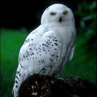 Profile Picture of Michi Ishimoto (@michi-ishimoto) on Quora