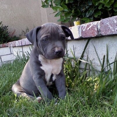 Profile Picture of Brian Garofalo (@Rockstar92544) on Twitter