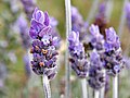 Profile Picture of Lavender (color) - Wikipediaon Wikipedia