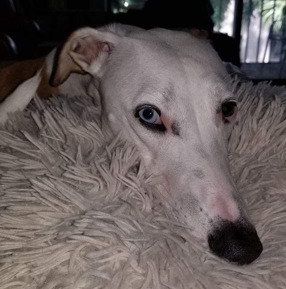 Profile Picture of Holly Breidenbach (@hollybach55) on Poshmark