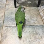 Profile Picture of #LORITOPERDIDO (@loritoperdido_hamzazaidi) on Instagram