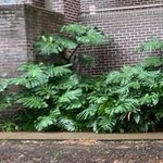 Profile Picture of My_bagh (@mera_bagh) on Instagram