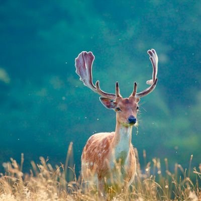 Profile Picture of Karthik Shetty (@karthikshetty78) on Twitter