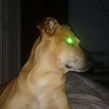 Profile Picture of Daniel Verrilli (@verrilli_daniel) on Twitter