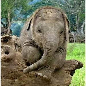 Profile Picture of Allison Needham (@ambirose67) on Twitter