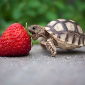 Profile Picture of Andrea Oldenburg (@dre2244) on Pinterest