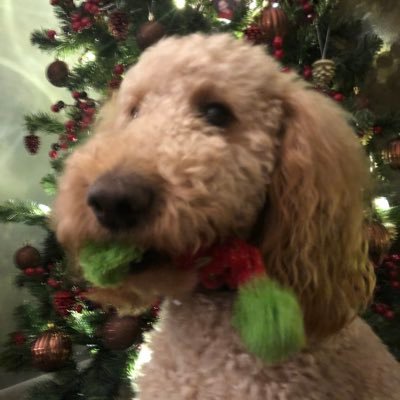 Profile Picture of Andy Brandl (@brandl89) on Twitter