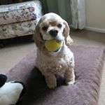 Tom Spring - Instagram Profile Picture of Tom Spring (@cooperstowncollection) on Instagram