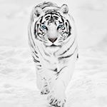 Profile Picture of mikey pastorek (@michael_the_bmxer) on Instagram