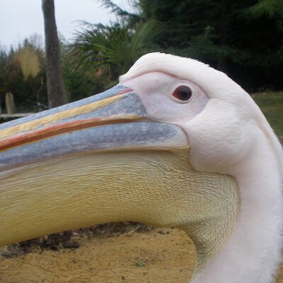 Profile Picture of Mauricio Ballesteros (@mauropelicano) on Twitter