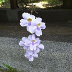 Profile Picture of Cindy Jung (@cindyju68) on Instagram