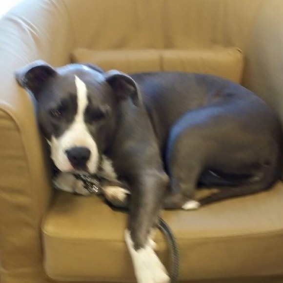 Cami Hershkovitz - Poshmark Profile Picture of Cami Hershkovitz (@easylegal) on Poshmark