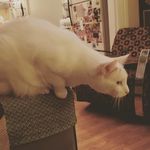 Profile Picture of Libby Aron (@cleogato) on Instagram