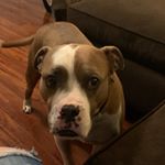 Profile Picture of Ridley Jo (@ridley_medical_alert_dog) on Instagram