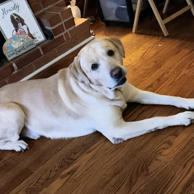 Profile Picture of Doug Geyer (@doug.geyer) on Tiktok