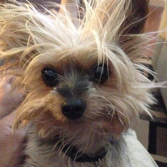 Profile Picture of Wayne Wong (@wanedub) on Poshmark