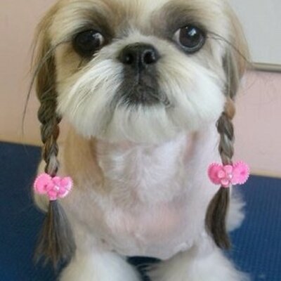 Profile Picture of Vivian GAO (@FanViviangao) on Twitter