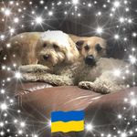 Profile Picture of Sam Oldham (@plushmissie) on Instagram