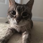 Profile Picture of James Mcguire (@jimbo_the_guy_15) on Instagram