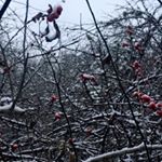 Profile Picture of rebeccadownshoney (@rebeccadownshoney) on Instagram