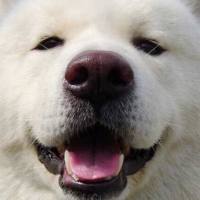 Profile Picture of Tony Shih (@diamonds_papa) on Twitter