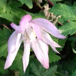 Profile Picture of Clare Greenway (@clare.greenway.9) on Facebook