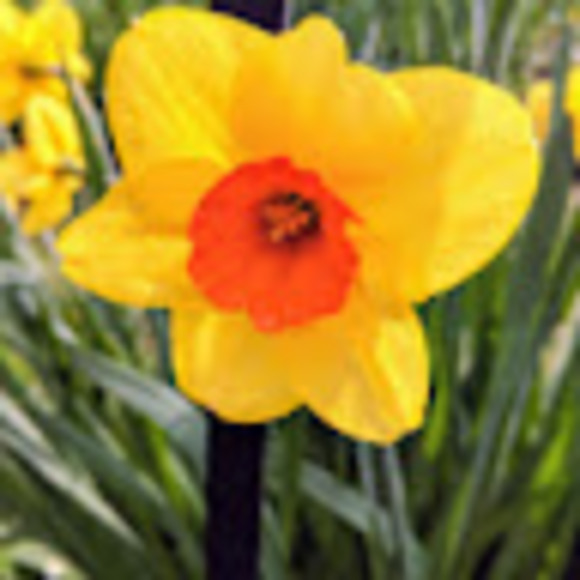 Profile Picture of Elizabeth Grinchell (@ecgrinchell) on Poshmark