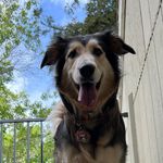 Profile Picture of Leah the Bear (@bearleahh) on Instagram