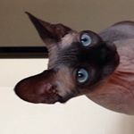 Profile Picture of Derek Plausinis (@bigengine8) on Instagram