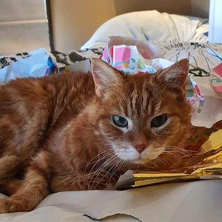 Profile Picture of Andrew Tetley (@tetley.andrew) on Instagram