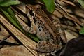 Profile Picture of Small disked frogon Wikipedia