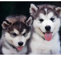 Profile Picture of Joseph Hajjar (@josephhajjar) on Pinterest