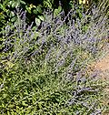 Profile Picture of Salvia subg. Perovskiaon Wikipedia