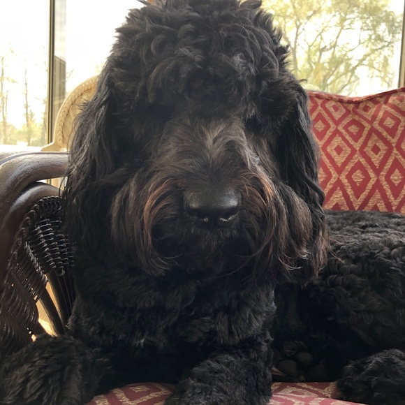 Profile Picture of Tara Lamotta (@taralamotta) on Poshmark