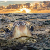 Kevin Woody - Youtube Profile Picture of Kevin Woody (@woodydmd1) on Youtube