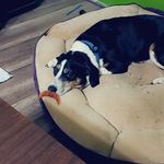 Profile Picture of Bree Carroll (@spreebree) on Instagram