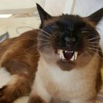 Jaz~Joey~Monkey~Boo & others - Instagram Profile Picture of Jaz~Joey~Monkey~Boo & others (@gigi7.0) on Instagram