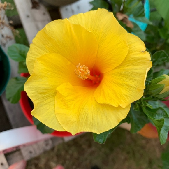 Profile Picture of Cherie Hadjian (@truckgirl14) on Poshmark