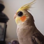 Profile Picture of Loki Louis Leo Lemon (@theturds.888) on Instagram
