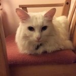 Profile Picture of Jade Ramsey (@jade__directioner) on Instagram