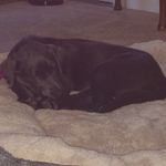 Profile Picture of Roger Jinks (@rogerjinks) on Instagram