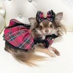 Profile Picture of チョコタンチワワ☆LUNA☆ (@luna.0808.luna) on Instagram