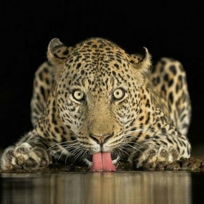 José Luis Tadeo - Twitter Profile Picture of José Luis Tadeo (@neuroaction) on Twitter