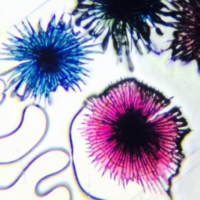 Profile Picture of Michael Winkler (@WinklerCT56) on Twitter