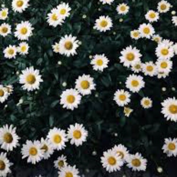 Profile Picture of Allison Noyer (@allisonmoyer318) on Poshmark