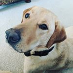 Profile Picture of Olivia Sipes (@livspets3) on Instagram