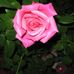 Profile Picture of Rosa Harshman (@rosa.harshman) on Facebook