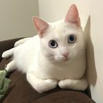 Profile Picture of 😹😻Vicky Haddad🐈🐾 (@vicky_haddad_) on Instagram