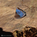 Profile Picture of Mahesh Fernando (@ipodda) on Flickr